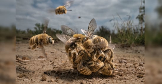 Photo of a Ball of Mating Bees Wins 2022 BigPicture Competition