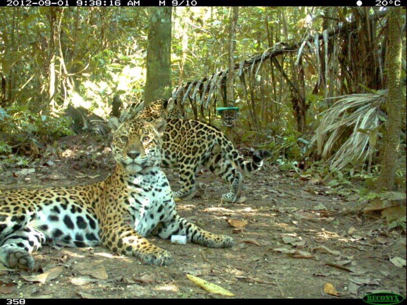 WCS Camera Trap