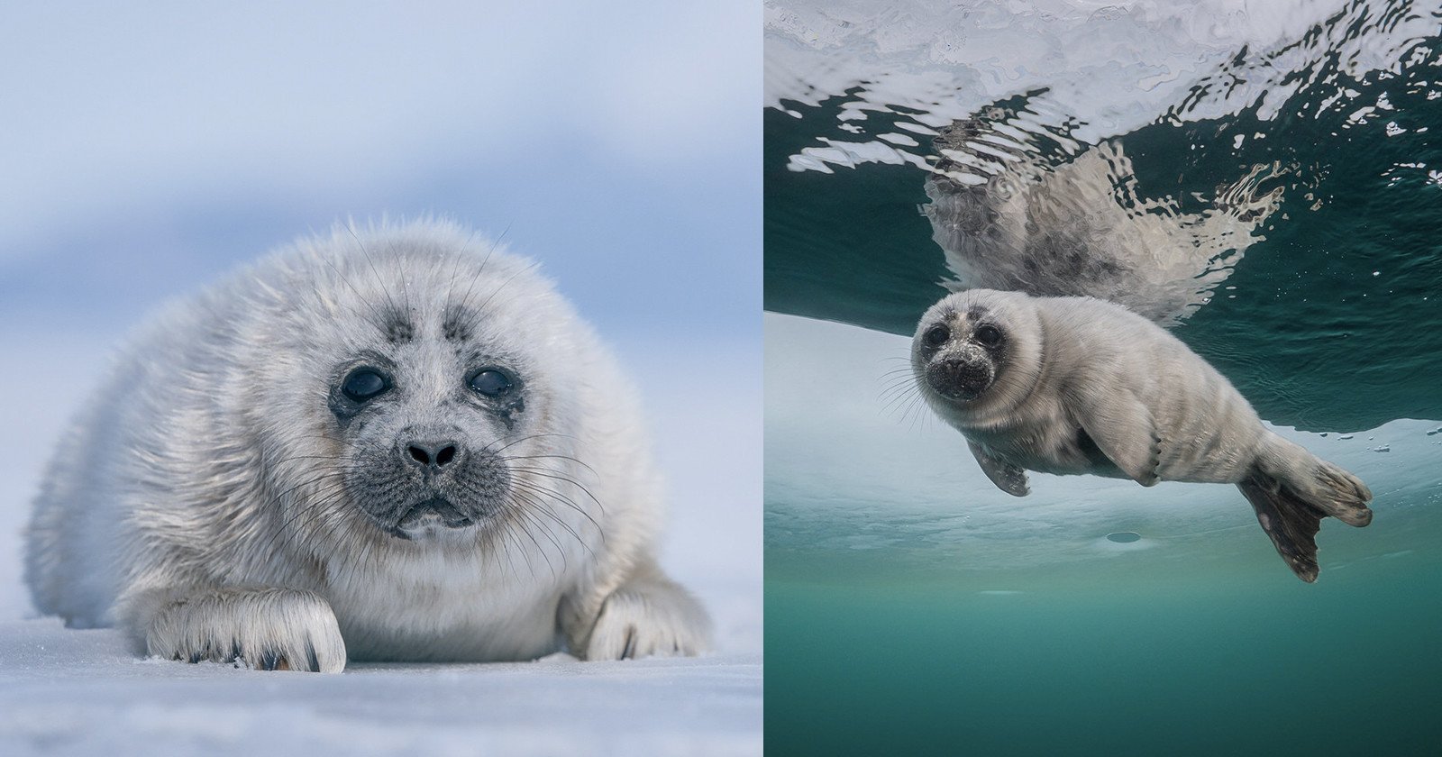 Photographer Captures Adorable Shots of Seal Pups in Lake Baikal