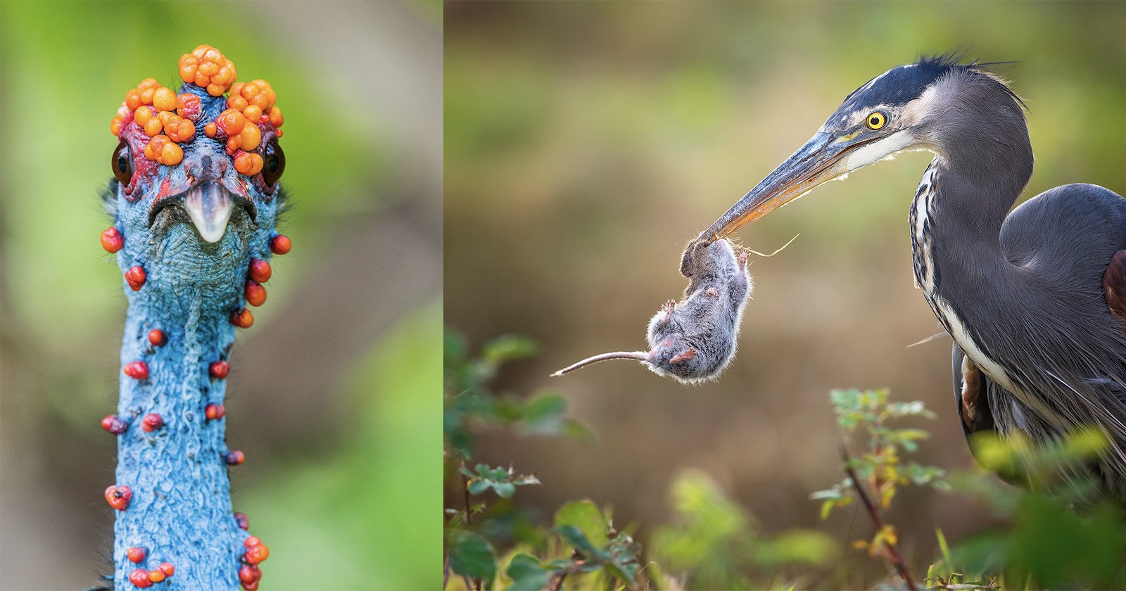 The Current Frontrunners for Bird Photographer of the Year 2022