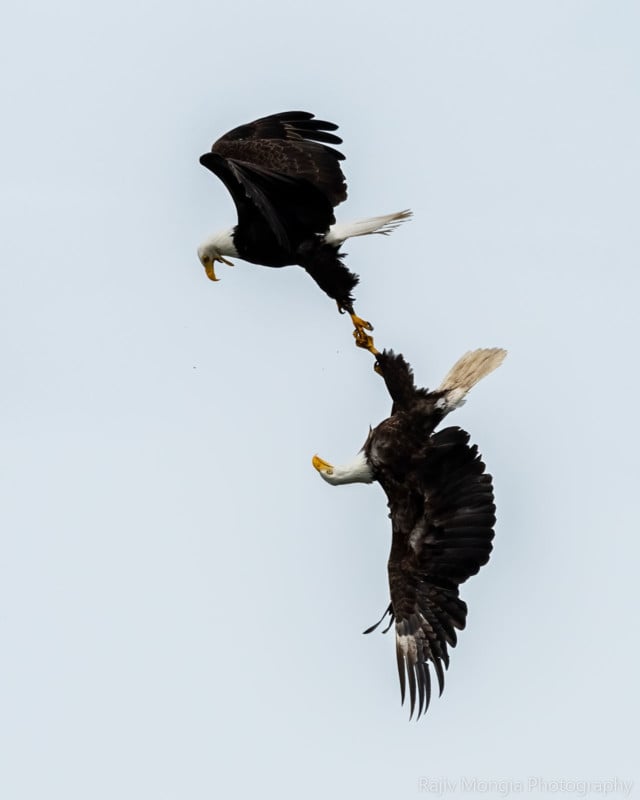 Photographer Catches Bald Eagles Locking Talons in the Sky | PetaPixel