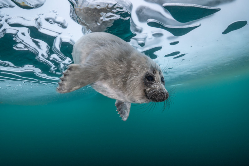 Baikal seal pups