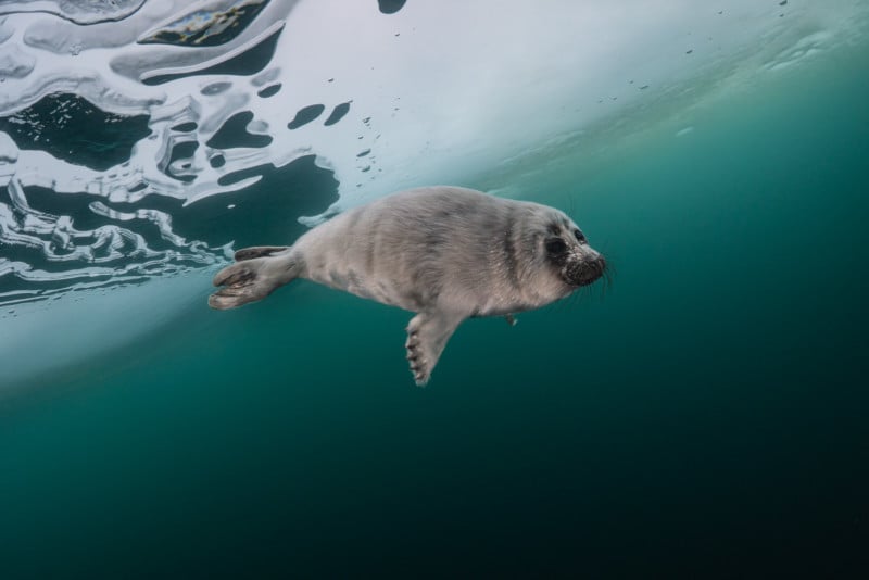 Baikal seal pups