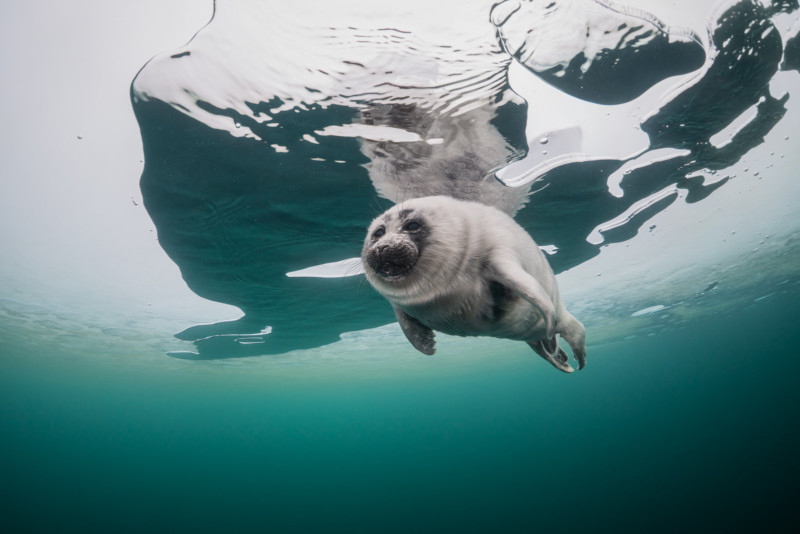 Baikal seal pups