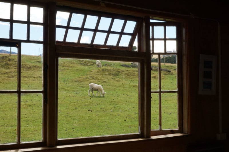 sheep framed in a window