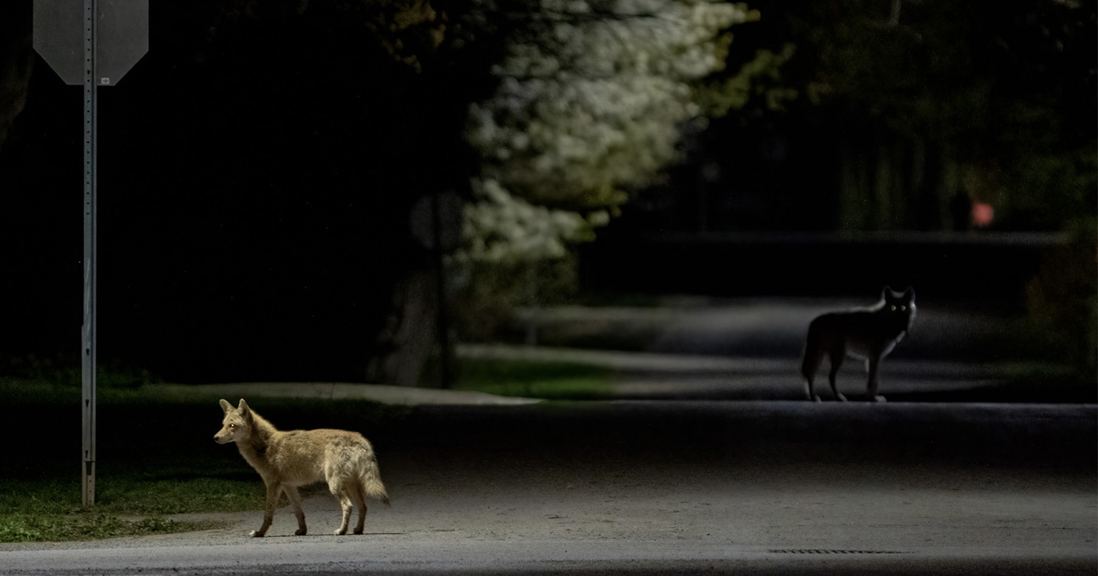 Coyotes Roaming the Streets of Ontario Wins Urban Wildlife Photo Awards