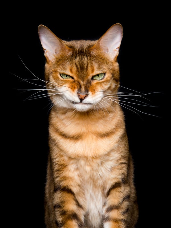 Elke Vogelsang