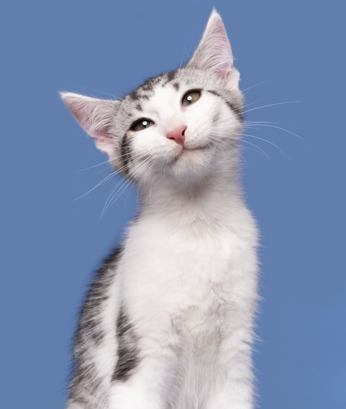 Elke Vogelsang