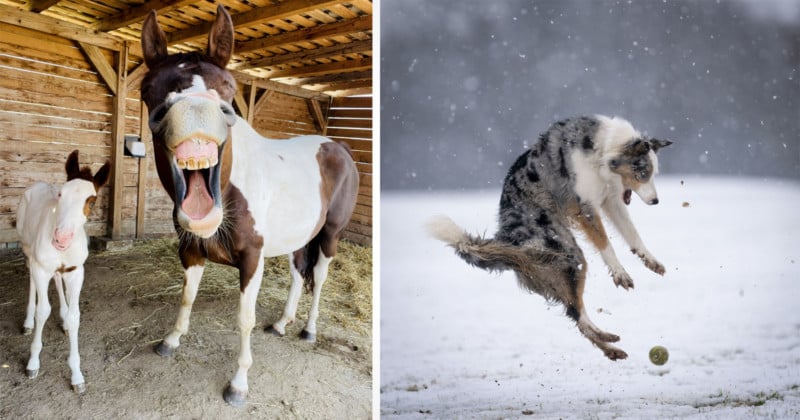 Comedy Pet Photo Awards