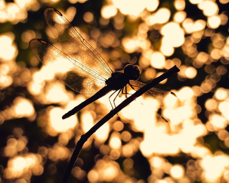 Insect macro photography