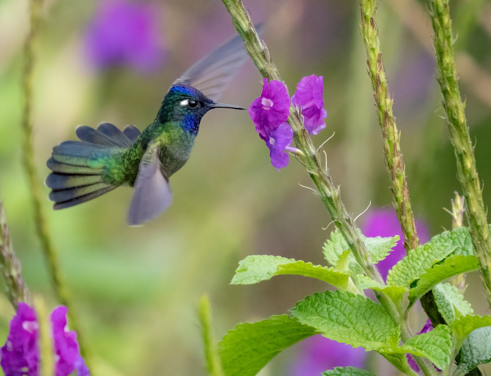 10 Tips for Capturing Incredible Photos of Birds | PetaPixel