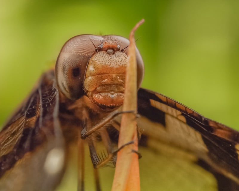 Makrofotografie von Insekten