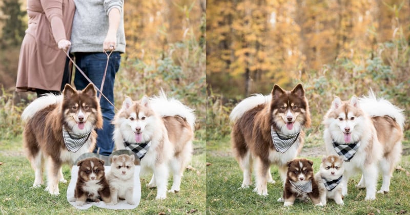 Photos de chiens modifiées