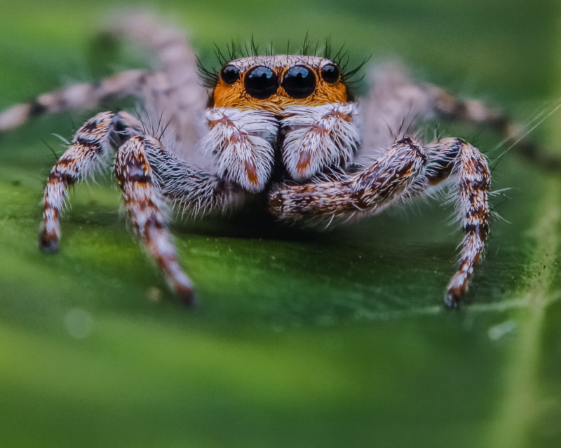 Insect macro photography