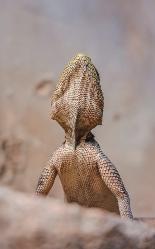 Insect macro photography