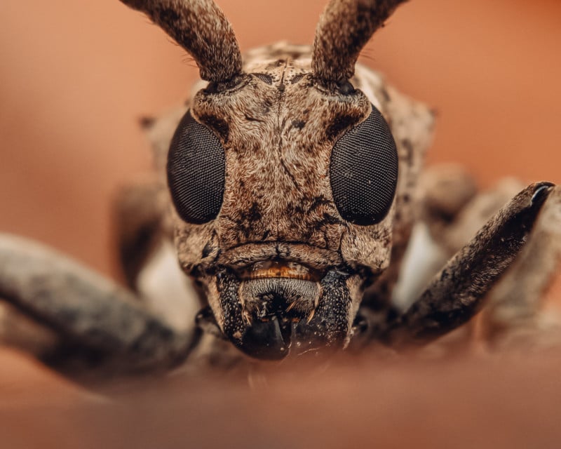 Insect macro photography