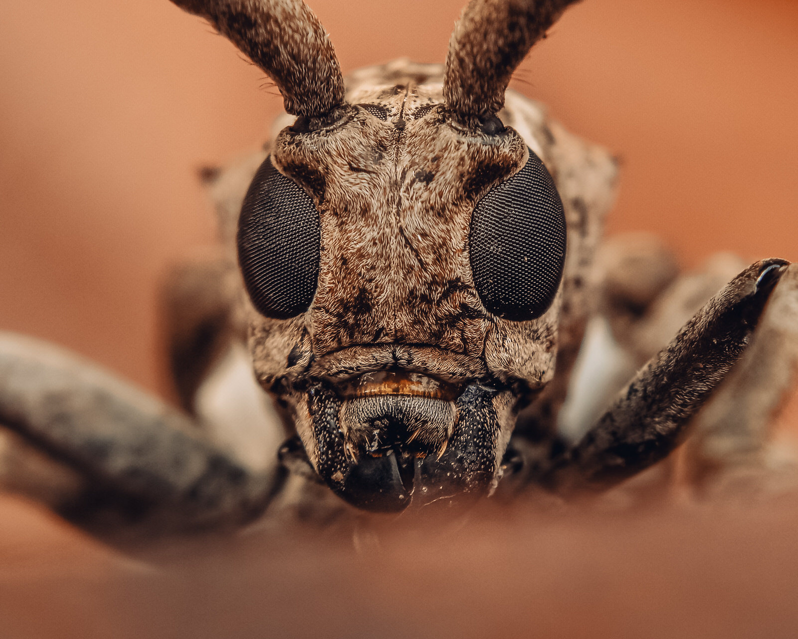 Photographer Uses a Smartphone To Capture Striking Insect Macro Shots ...