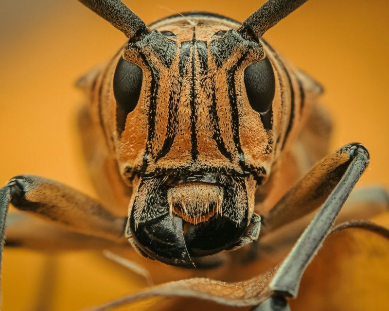 Insect macro photography