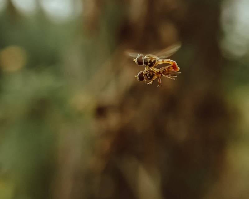 Insect macro photography