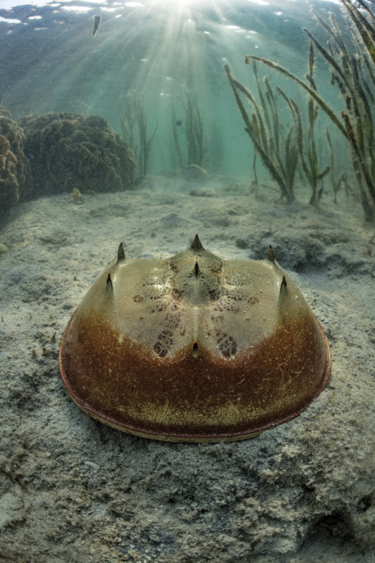 National Geographic Horseshoe Crabs