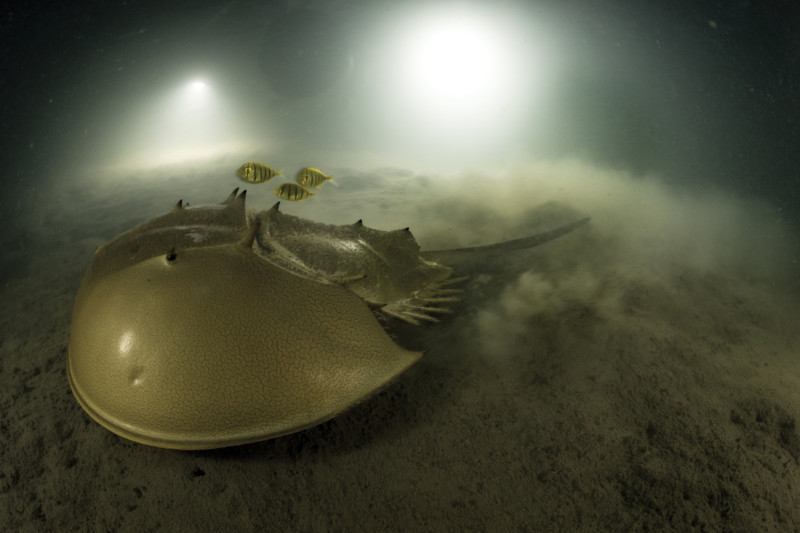 National Geographic Horseshoe Crabs