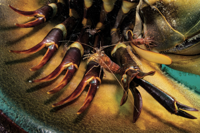National Geographic Horseshoe Crabs