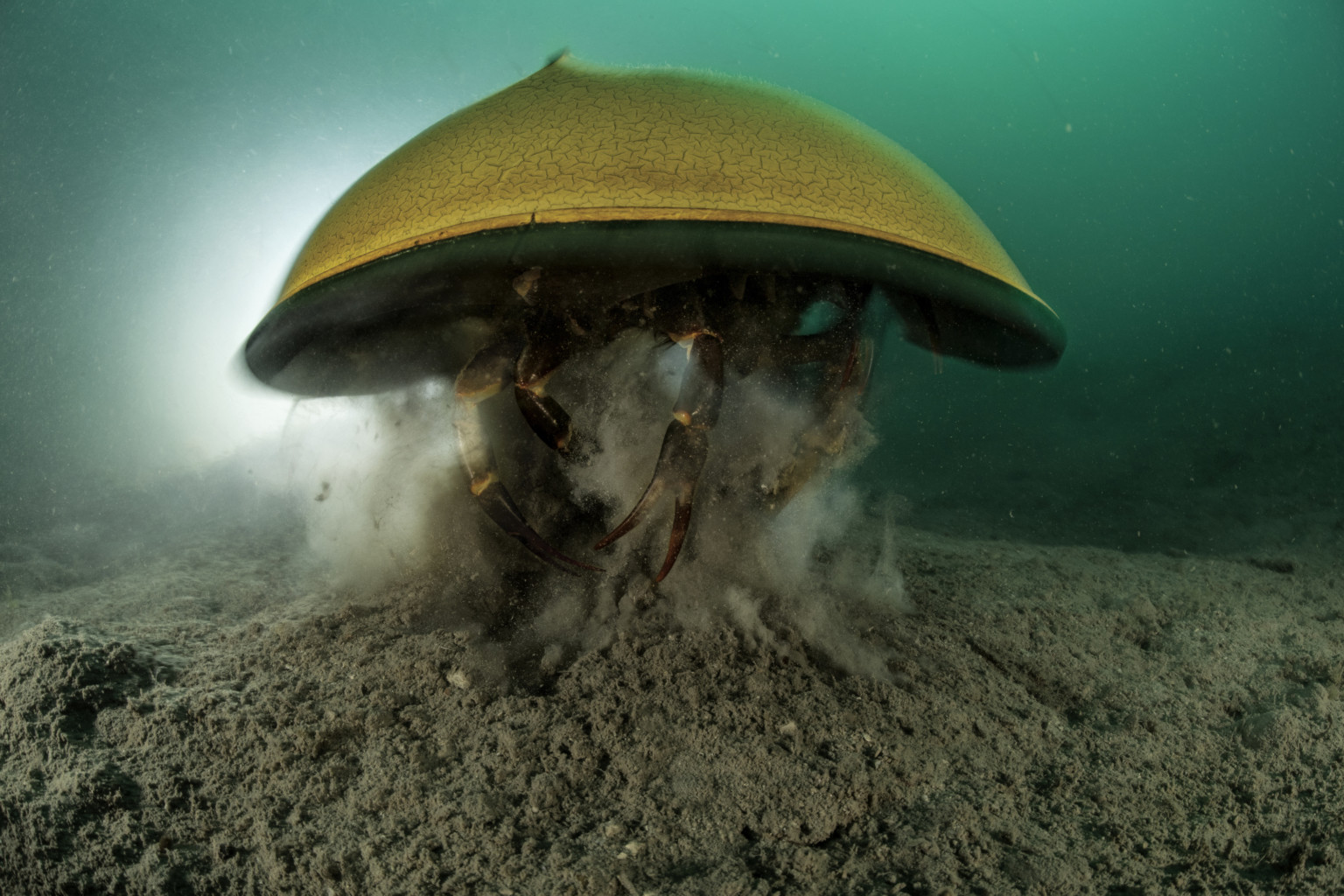 A Closer Look at Horseshoe Crabs, an Ancient and Valuable Animal