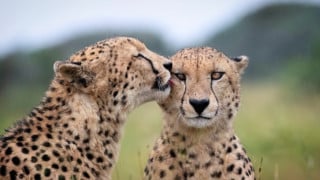 Africa’s Best Wildlife Photography Locations and When to Visit Them ...