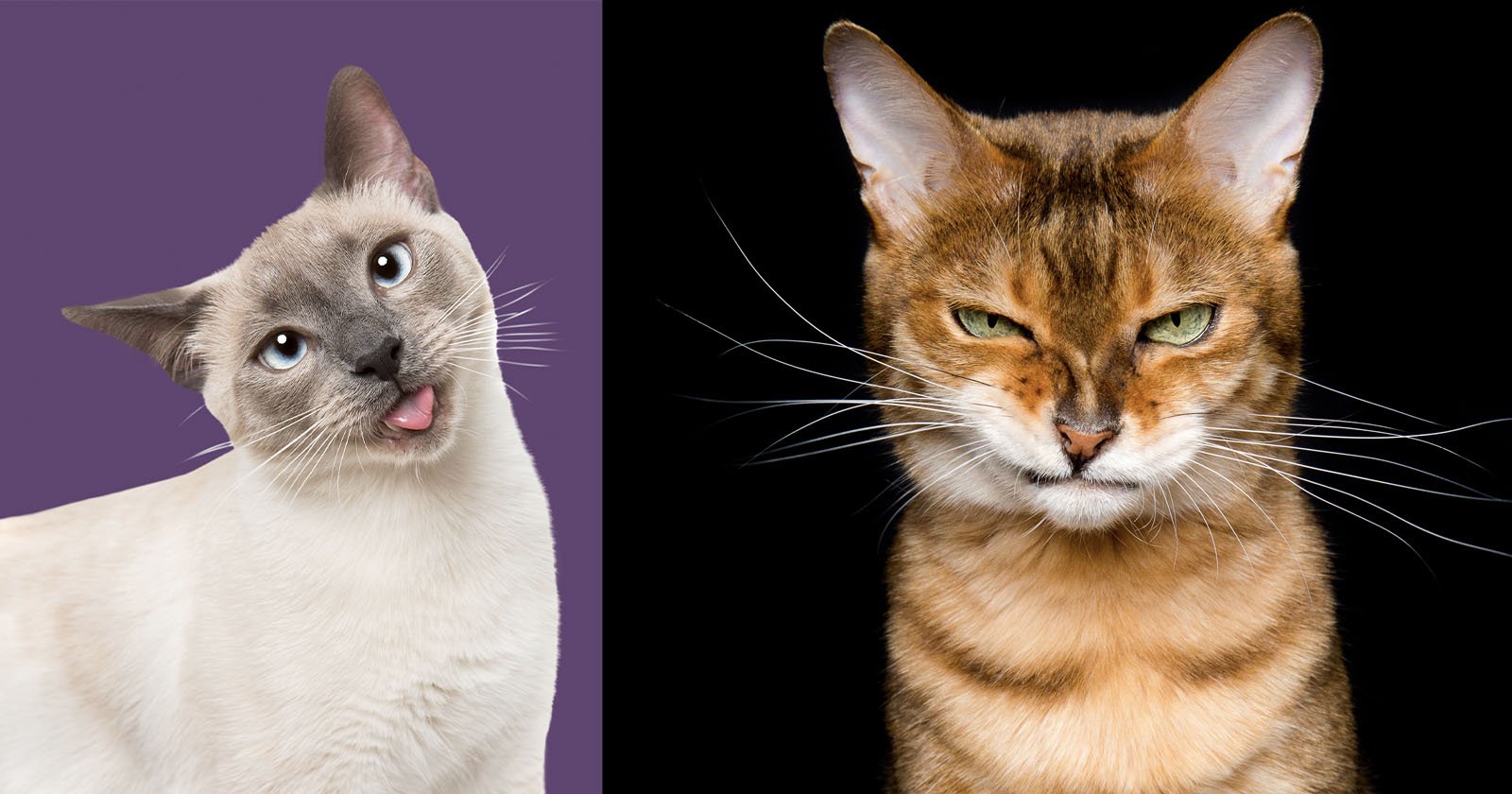 Photographer Captures the Many Humorous Expressions of Cats