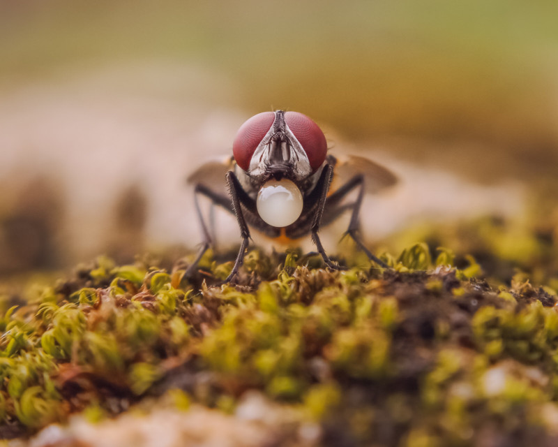 Insect macro photography