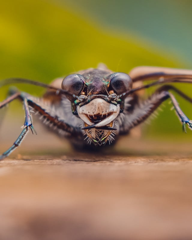 Insect macro photography