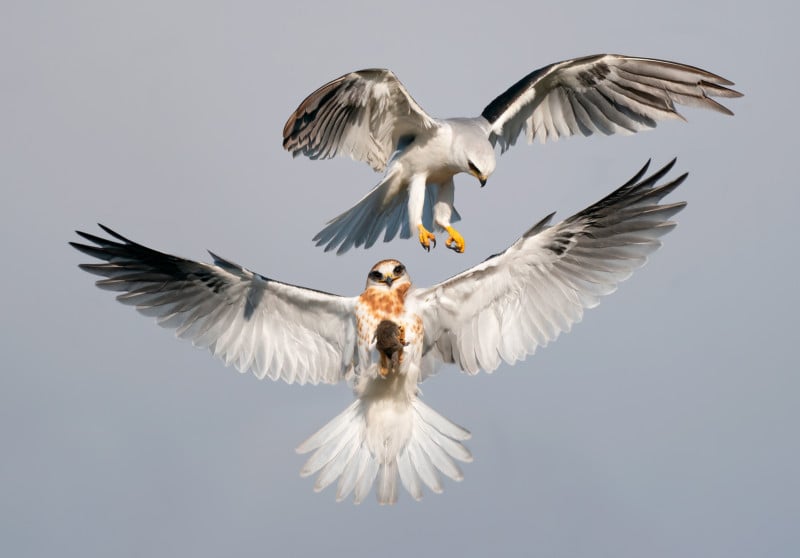 The Winning Images from the Audubon Photography Awards 2022