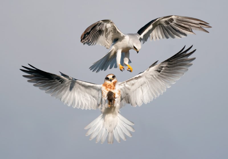 Audubon Photography Awards