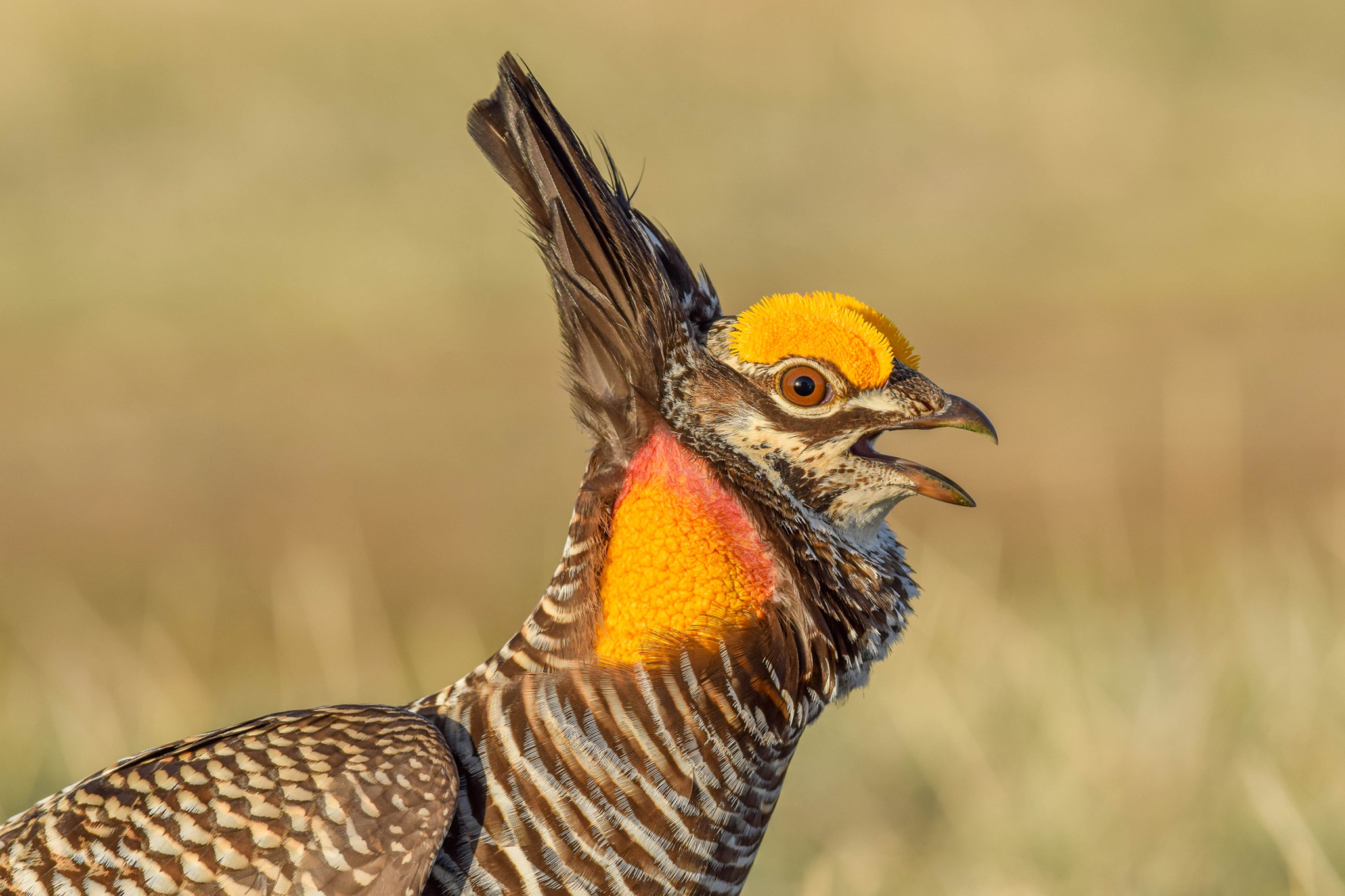 The Winning Images from the Audubon Photography Awards 2022 | PetaPixel