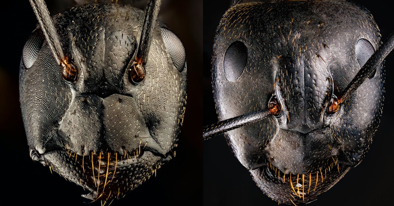 These UltraDetailed Photos of Ants Will Give You Nightmares PetaPixel