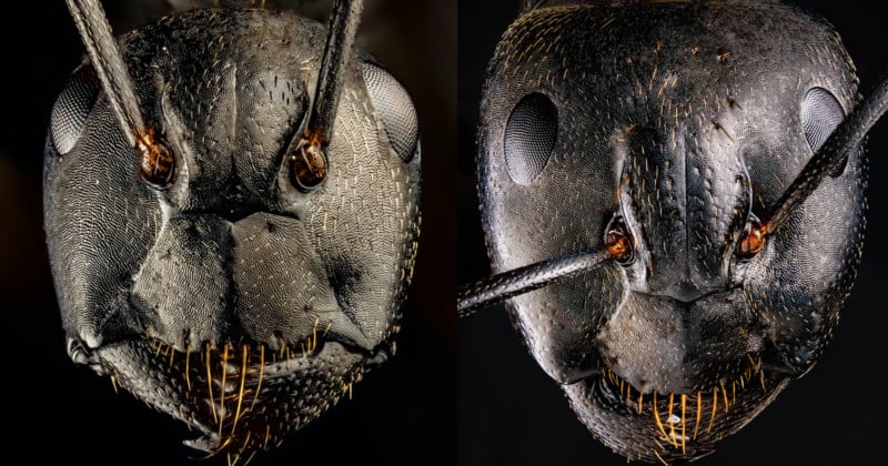 These Ultra-Detailed Photos of Ants Will Give You Nightmares | PetaPixel