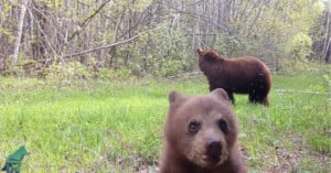 bear cub takes out camera