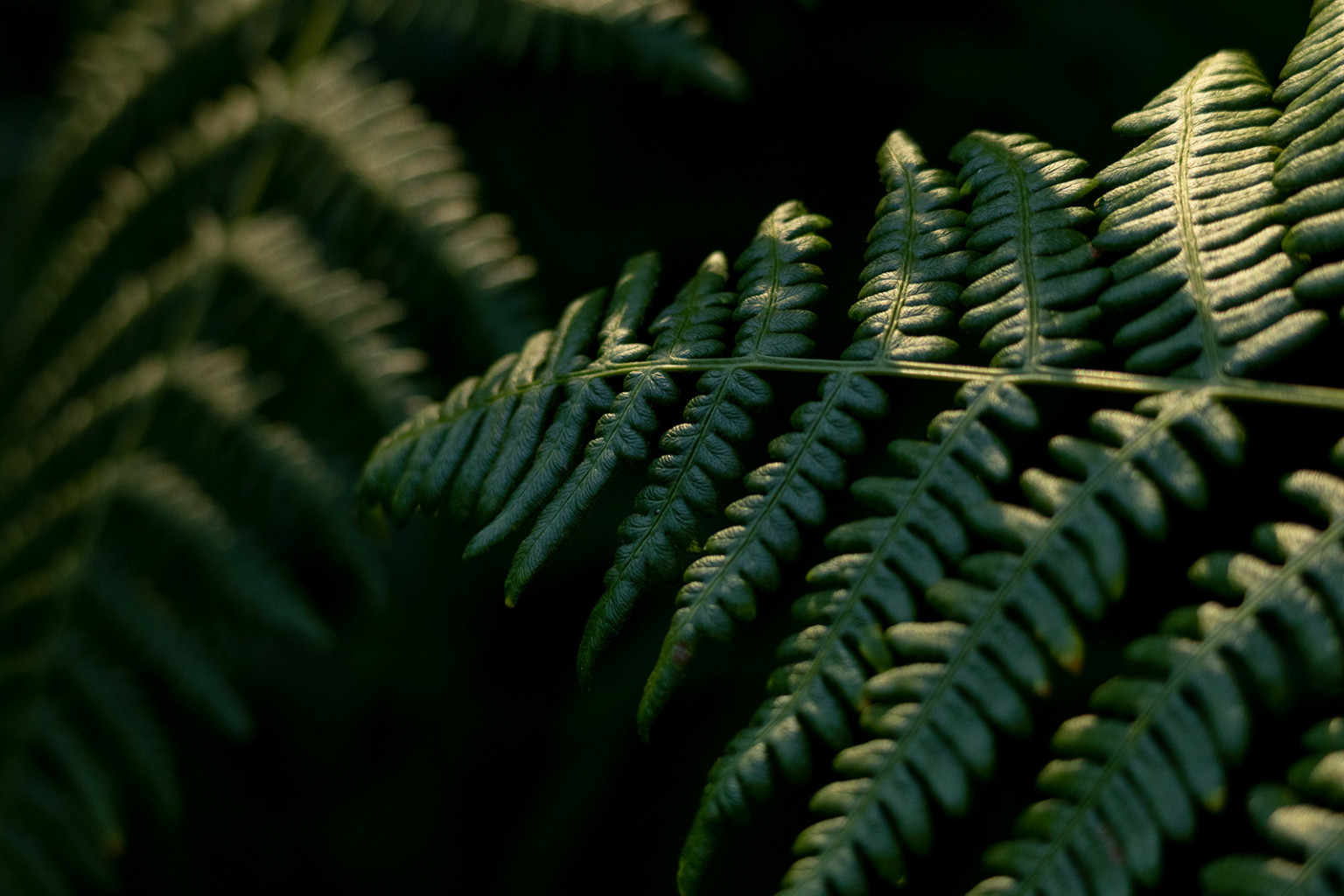 Canon EOS R10 Review Powerful Performance at an Affordable Price