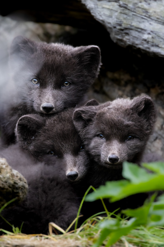 Silver Fox Cubs