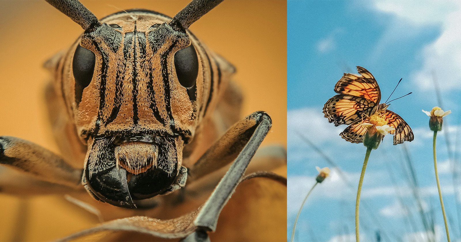 Photographer Uses a Smartphone To Capture Striking Insect Macro Shots