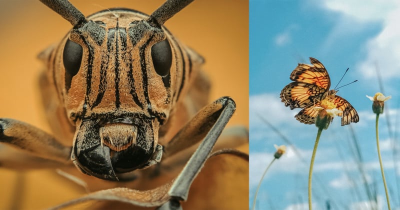 Photographer Works by using a Smartphone To Seize Striking Insect Macro Photographs