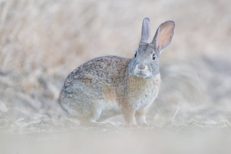 Nikon Z 800mm f/6.3 VR S sample photo.