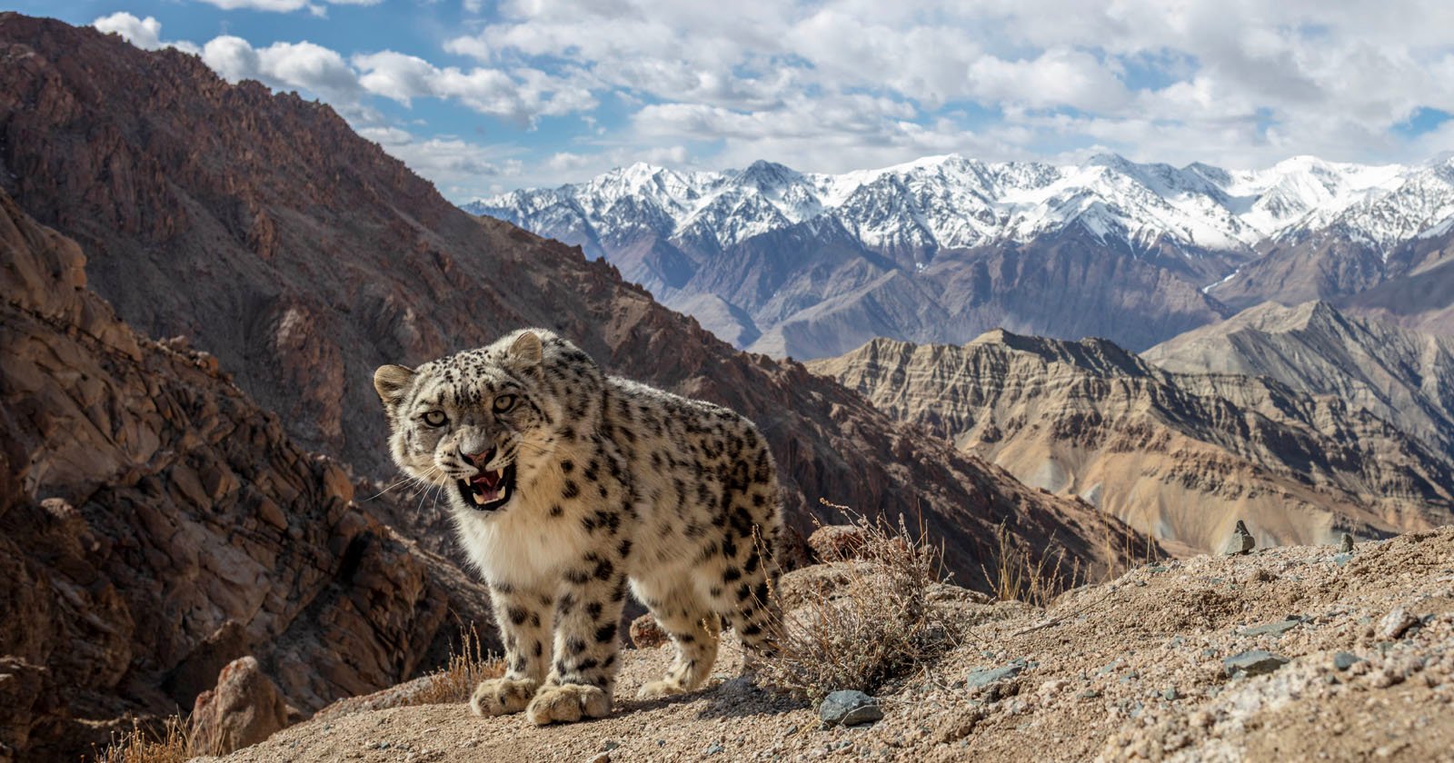 Photographer Makes use of Digital camera Lure to Seize World’s Most Elusive Huge Cat