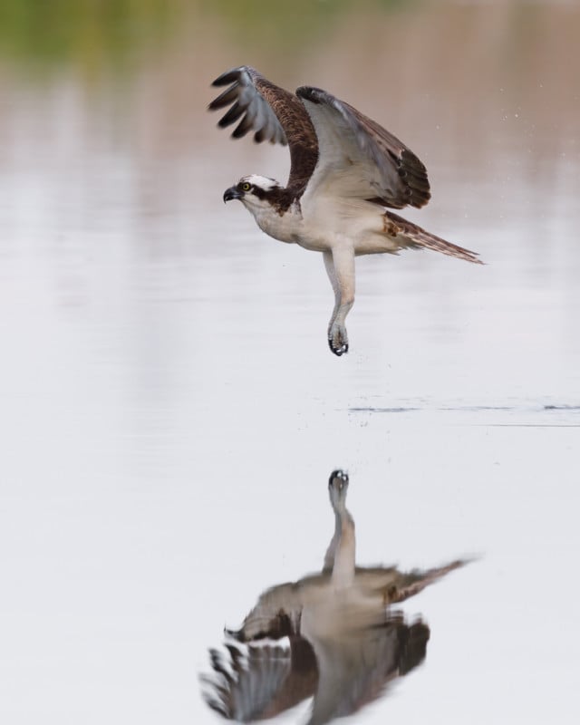 Andy Woo Wildlife Photography