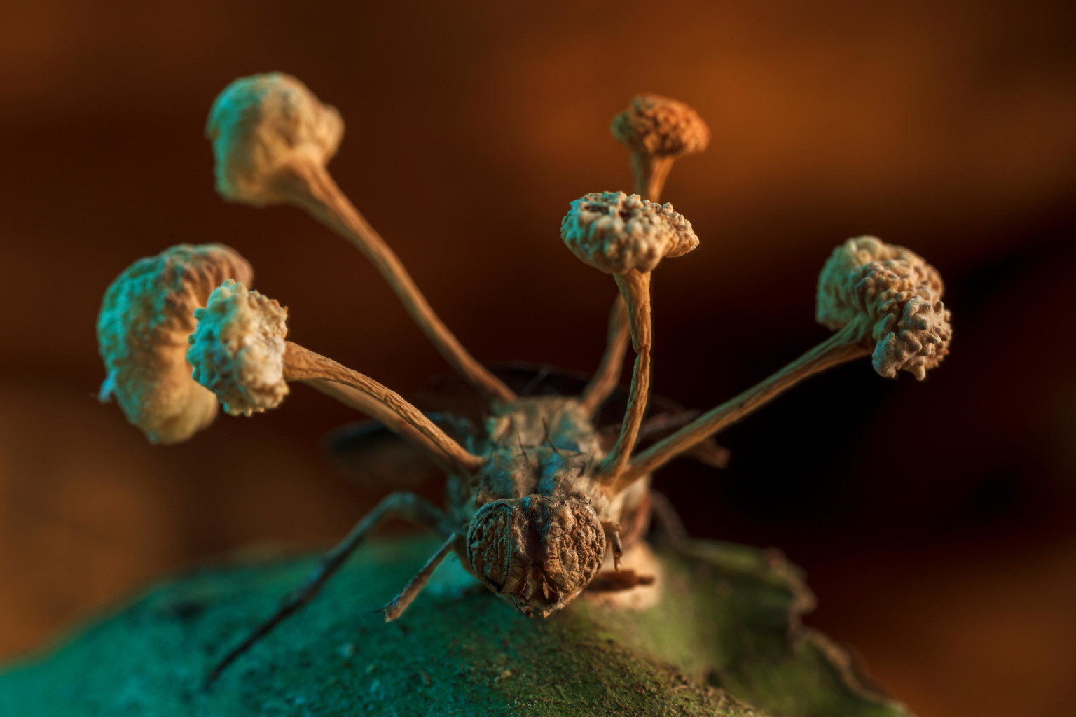 Photo of Zombie Fungus Infecting Insect Wins Ecology Competition