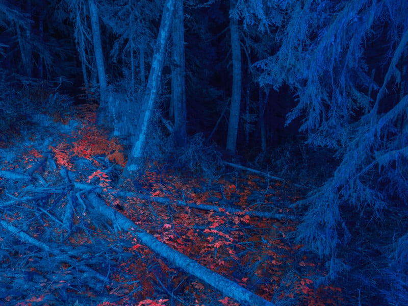 UV light on trees and red leaves