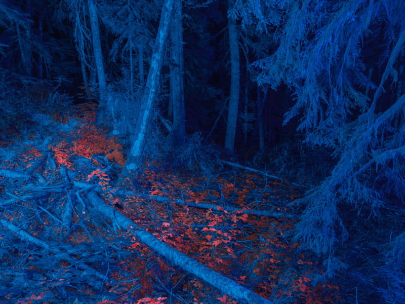 uv light on trees and red leaves