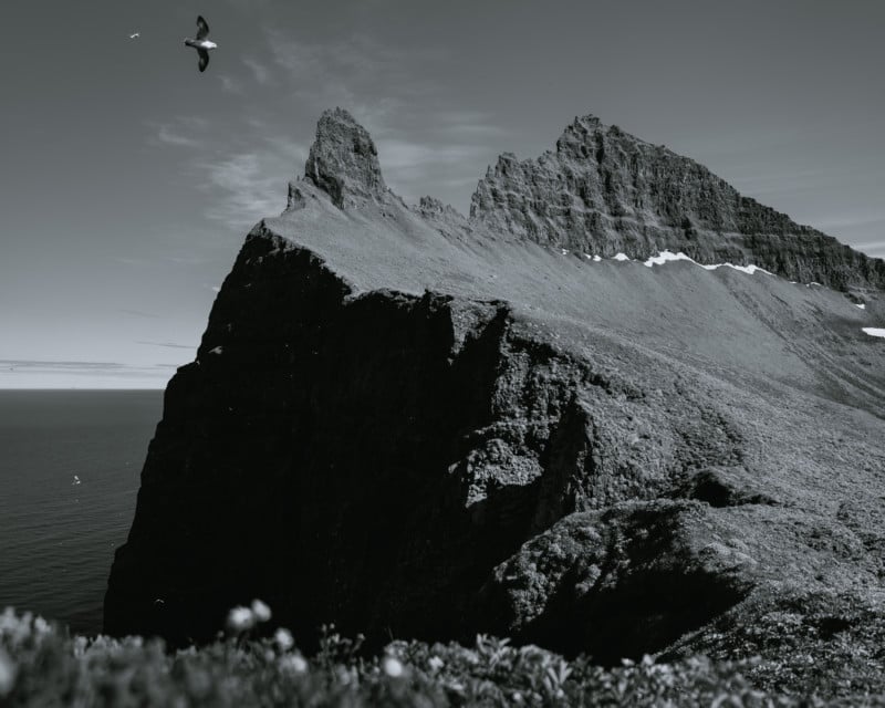 Birds in Iceland