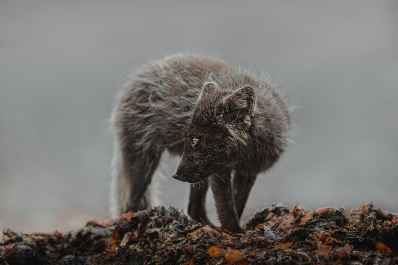 Arctic fox in Iceland