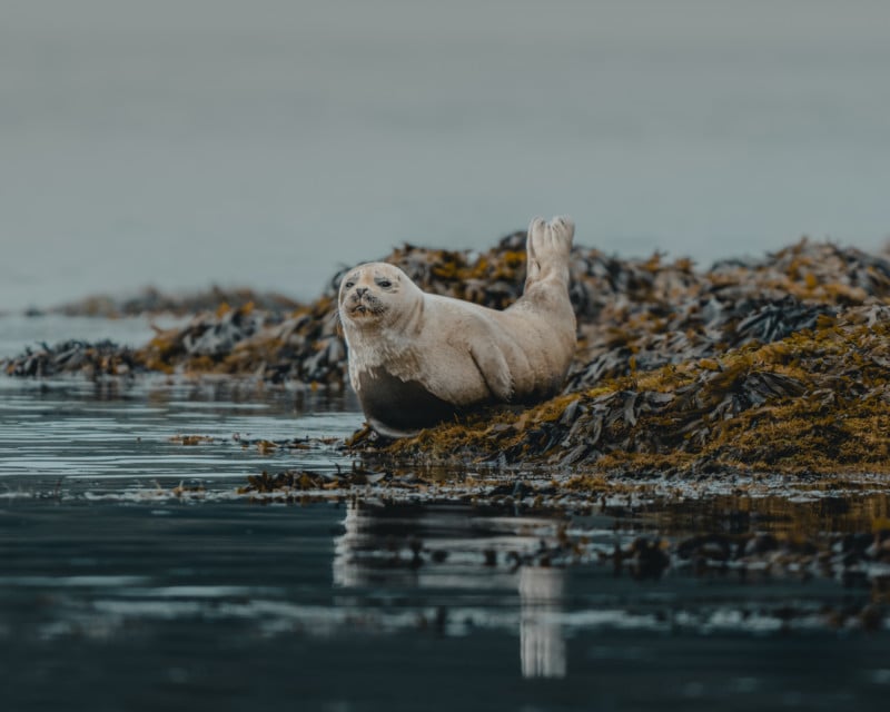A seal in Iceland